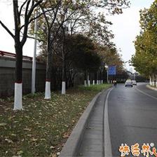冬季行道樹(shù)涂白 成本解析與效益考量